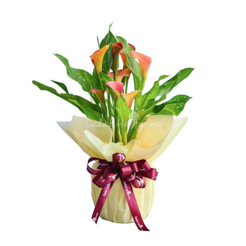 Đặc điểm nhận biết hoa rum: hình dáng mo, trụ hoa, lá